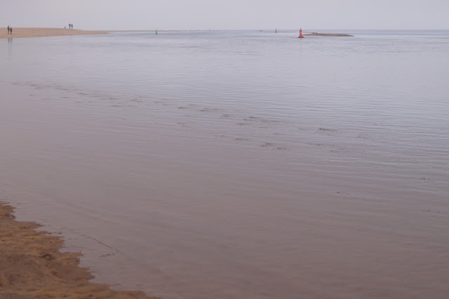 Wells beach in Norfolk seals and geese