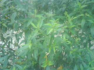 Senduduk white, multi-purpose plant for treatment