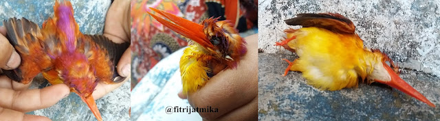 Rufous-backed kingfisher, Burung Udang Api, Manuk Hurang (Ceyx rufidorsa)