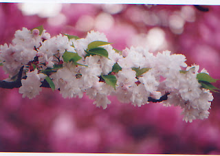 Gambar Bunga Sakura Paling cantik di Jepang 13000