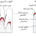 التهاب اللثة والتهاب النسيج المحيط بالأسنان