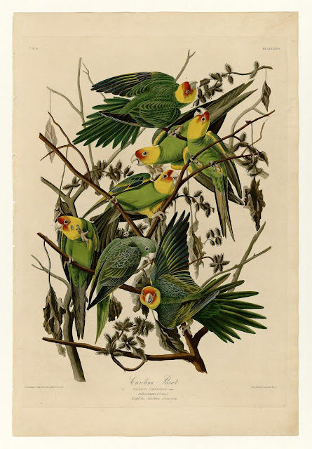 Audubon Birds Book