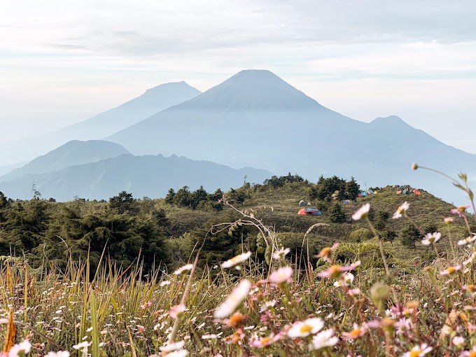 Fakta Bunga Daisy yang Banyak Tersebar di Puncak Gunung Prau