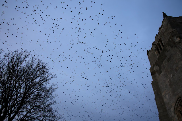 Starlings coming in to roost over Aughton church, nr Selby, uk