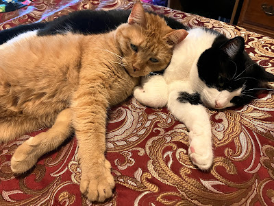 two cats napping with front paws extended