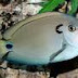 Doubleband surgeonfish (Acanthurus tennenti)