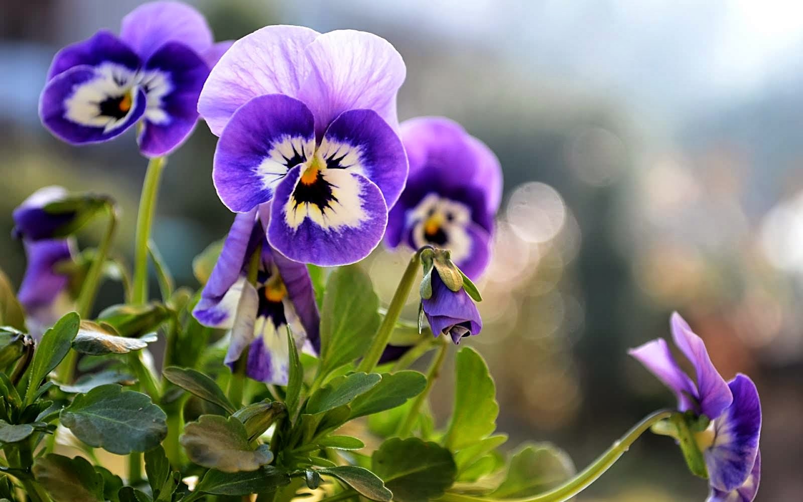 Cómo fotografiar la primavera