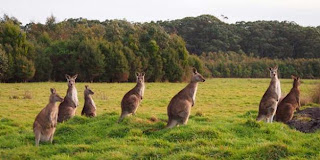 Morning ran, officials Kicked Australia Kangaroo