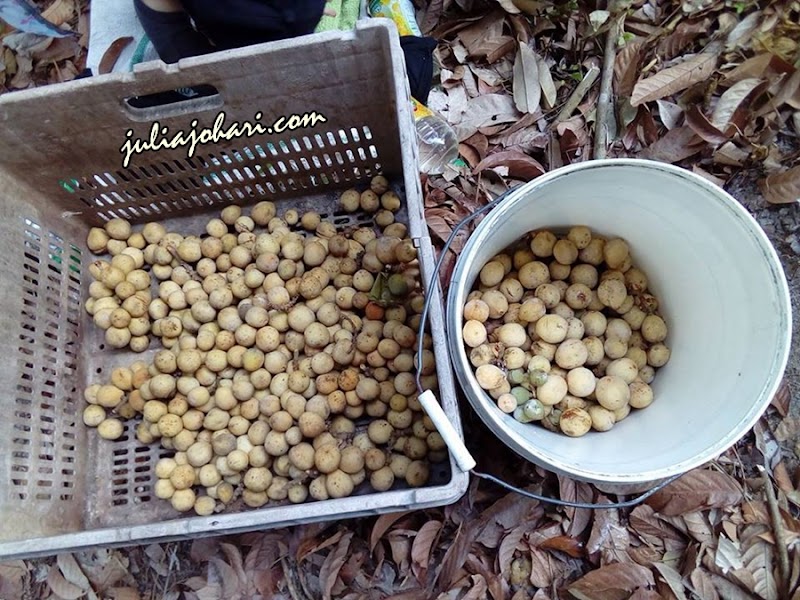 Sayangnya... Kebun Abah Ditinggalkan Tetap Keluar Hasil.