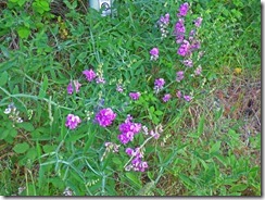 Flowers along Jerry Flat Road