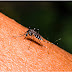 Detectan "un caso extremadamente raro" de dengue en California