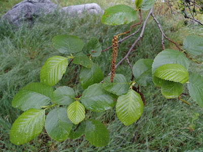 White alder