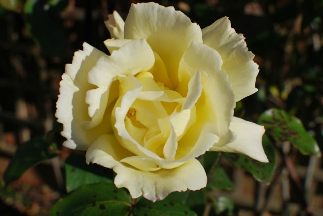 yellow rose