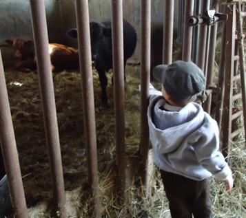 Aidan and cows