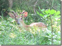 young_buck_resting_better