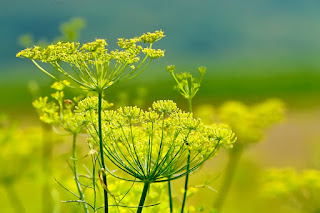 fennel herb