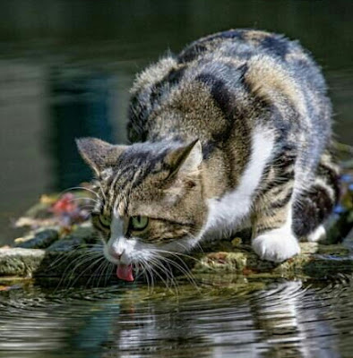 Hukum air bekas jilatan kucing