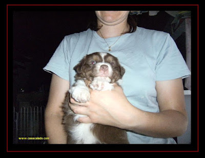 australian shepherd puppies