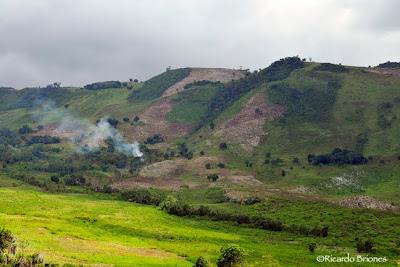 Medio Ambiente vigila no destruyan bosque de la Sierra de Bahoruco