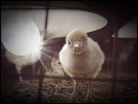 ayam