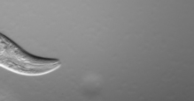 An image of a grey nematode swimming along.