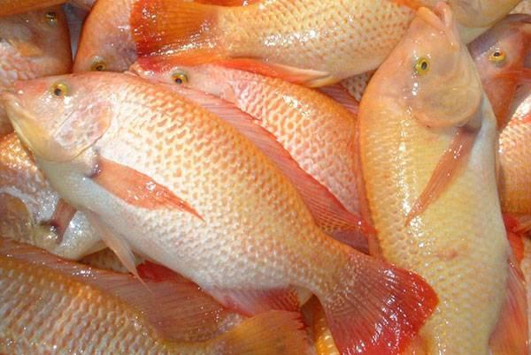 Rahsia Cara Ternak Ikan Talapia Merah yang Baik: Ingin Menternak Ikan