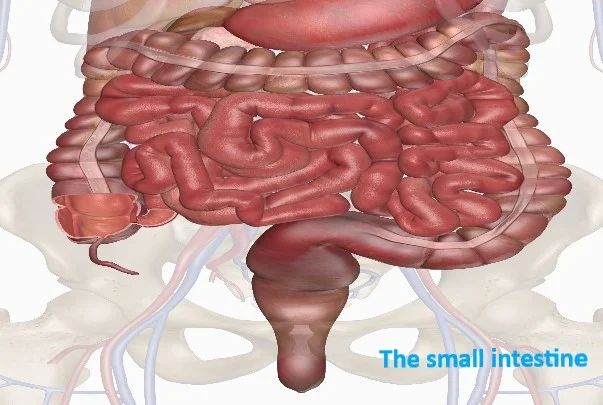 Small intestine - the volume of the small intestine and the parts of the intestine per minute