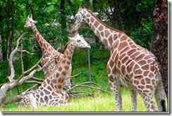 bronx-zoo-giraffes_thumb%255B1%255D