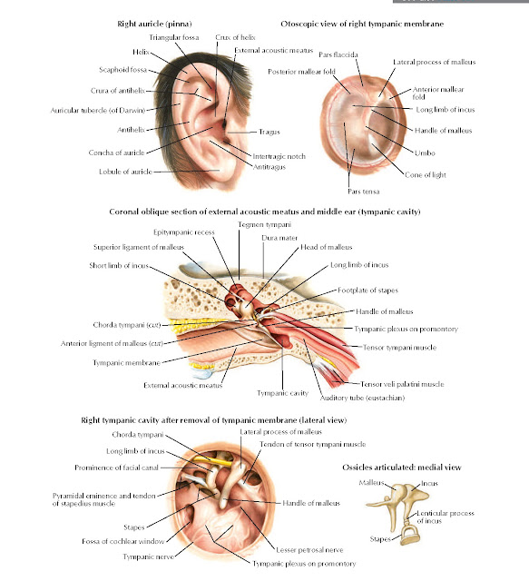 External Ear and Tympanic Cavity Anatomy