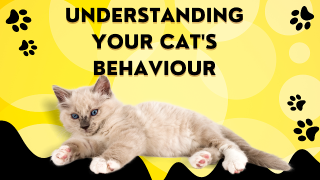 Understanding your cat's behaviour
