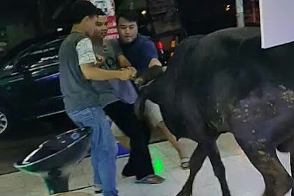 Viral, Seekor Sapi Di Kudus Masuk Ke Counter HP