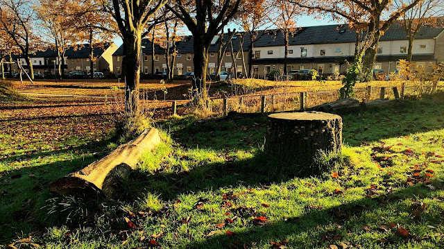 Tiny Forest Het Petenbosje