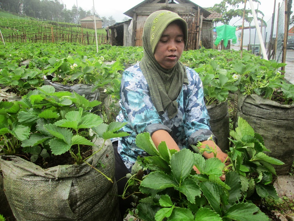 Strobery Tak Berbuah, Petani Merugi 