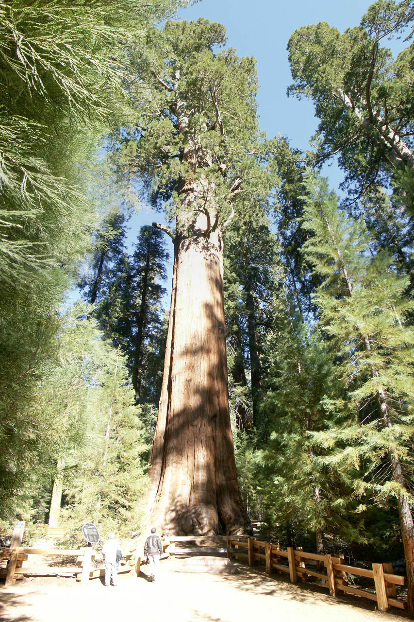 World s Largest  Tree  General Sherman Snapped A Pic