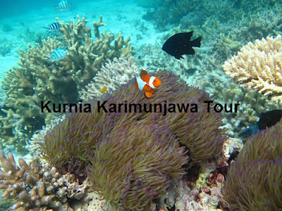 terumbu-karang-merah-di-karimunjawa