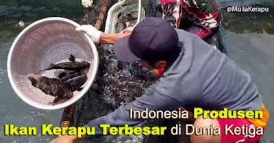 Indonesia Produsen Ikan Kerapu Terbesar di Dunia Ketiga