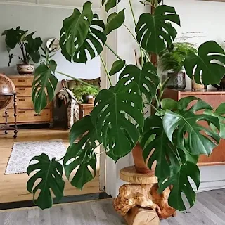 Plantas para decorar seu banheiro