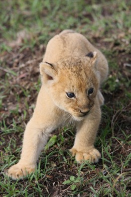 cub