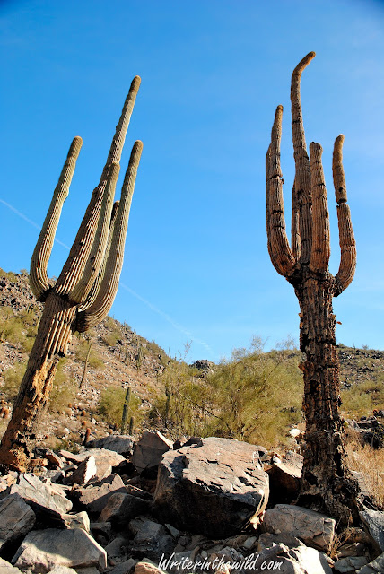 Saguaros