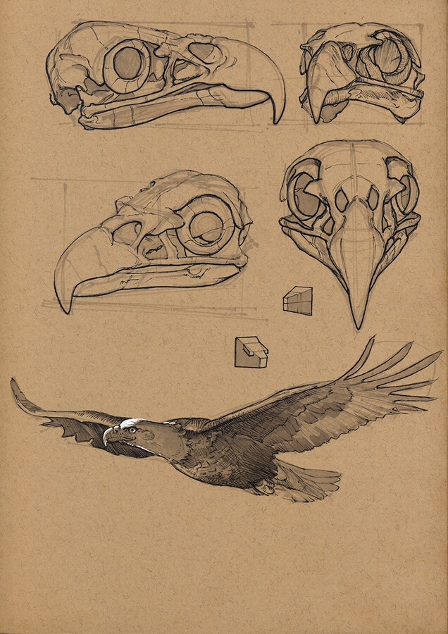 03-Eagle-skull-Ink-Drawings-Floris-van-der-Peet-www-designstack-co