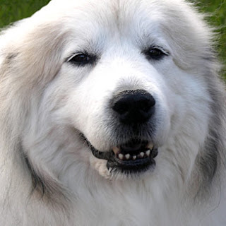 great pyrenees hybrid dogs pets animal wallpaper pyrenean mountain anjing