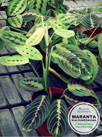 maranta