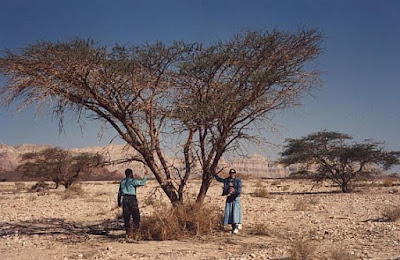 شجرة الغرقد اليهودية Gharqad tree