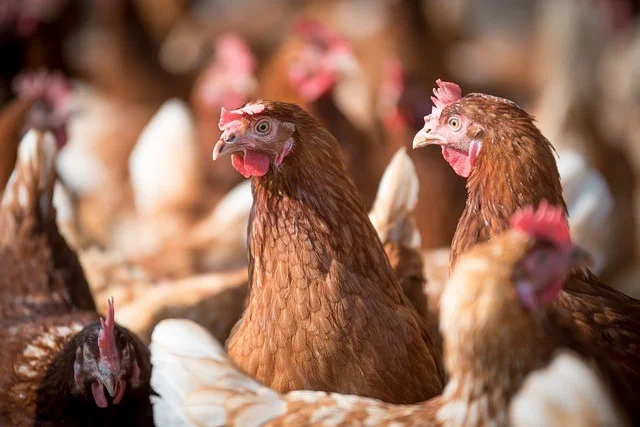 Seguro contra Influenza Aviar protege a productores avícolas
