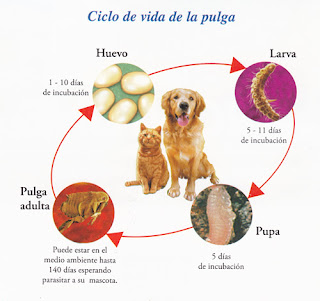 ciclo de vida de la pulga 