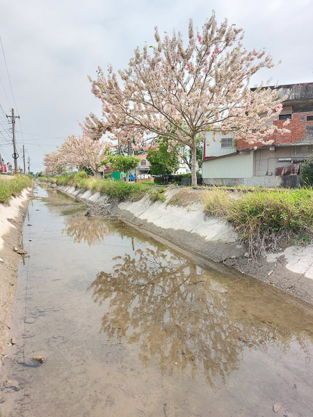 高雄美濃獅子頭水圳花旗木綿延1公里桃紅陣雨樹，草皮散步賞花