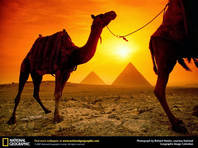 Camels and Pyramids Wallpaper egypt wallpaper