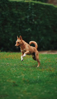 How To Treat a Dog Bite
