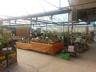 Potted Plants at Catalunya Plants