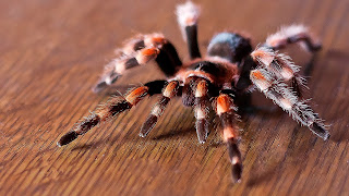 Tarantula Spider HD Wallpapers, tarantula spider images, 